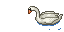 A Swan